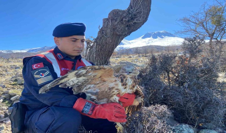 Jandarmanın yaralı bulduğu kızıl şahin tedavi altında