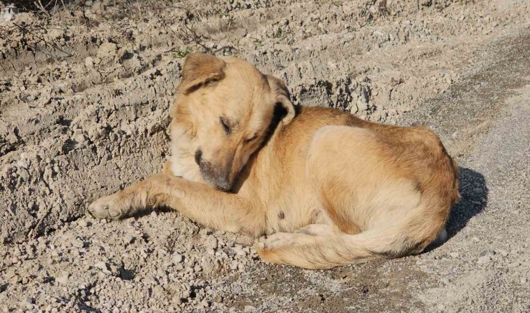 Kastamonuda dehşet veren olay: 10 köpeği uyuşturup araziye attılar