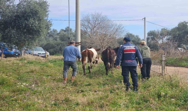 Kayıp hayvanları jandarma buldu