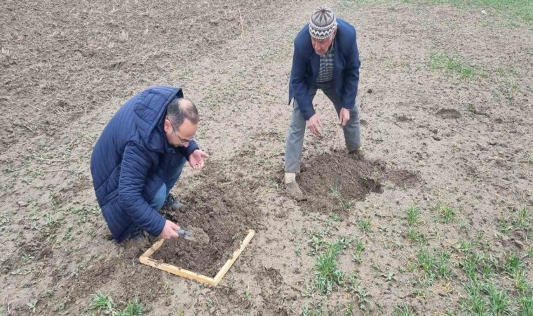 Kütahyada hububat ekili alanlarda Ekin Kambur Böceği zararlısı tespit edildi