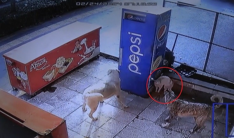 Mama bekleyen kedinin köpeklerle kavgası kamerada