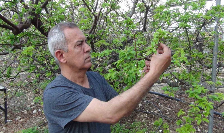 Mersinde erik bahçeleri meyve vermeye başladı