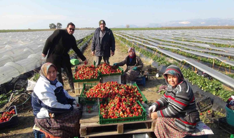 Mersinde örtü altında çilek hasadı sürüyor