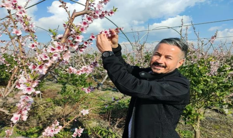 Mersin’de yalancı bahara aldanan ağaçlar çiçek açtı