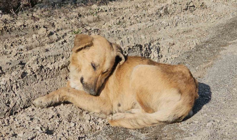 Milletvekili Ekmekciden ölüme terk edilen köpeklerle ilgili açıklama