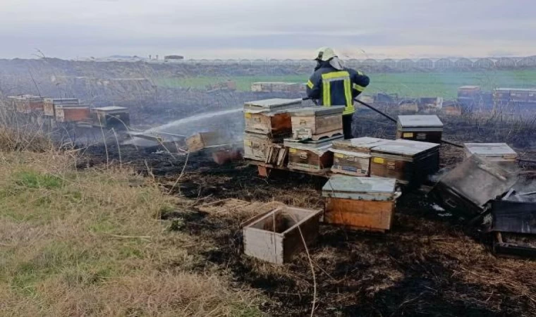 Ot yangınında alevler kovanlara sıçradı, binlerce arı öldü