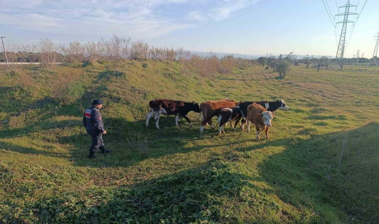 Otlarken kaybolan 6 büyükbaş hayvanı, jandarma buldu