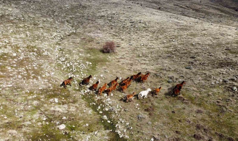 (ÖZEL) Güneşi gören yılkı atları indikleri yaylalarda havadan görüntülendi