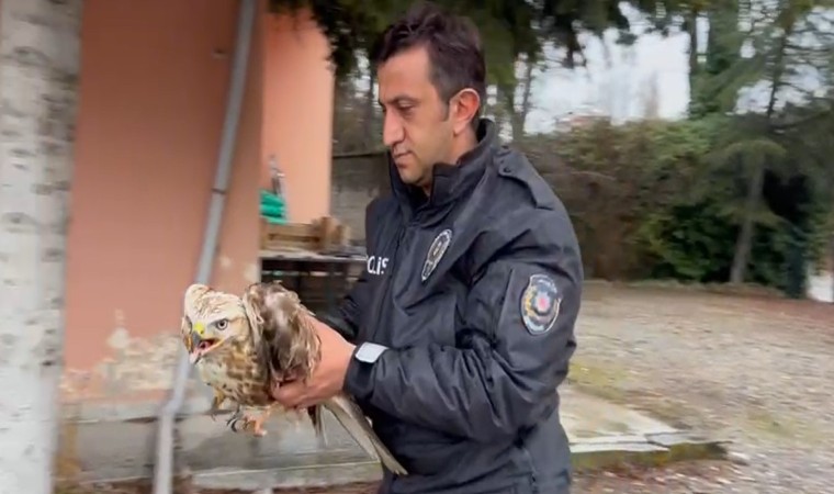 Polis memuru nesli tehlike altında olan kızıl şahine nefes oldu