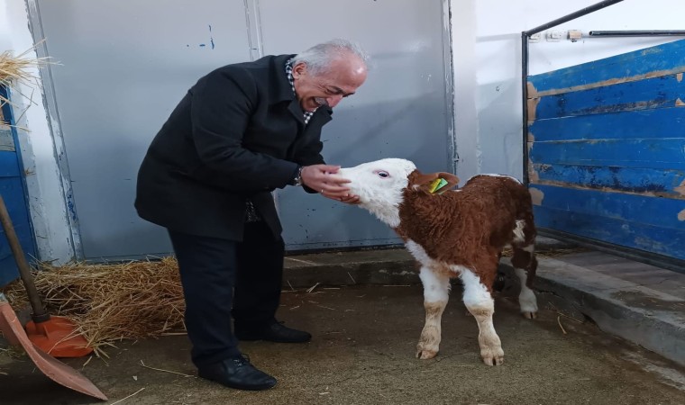 Rektör Çomaklı, büyükbaş hayvan çiftliğinde incelemelerde bulundu