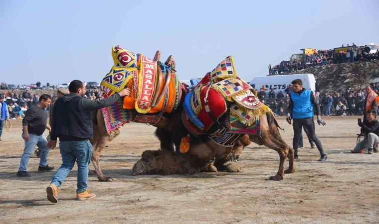 Salihli 10. Geleneksel Deve Güreşi Festivaline hazır