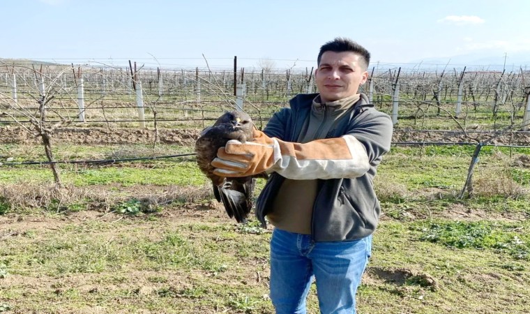 Salihlide yaralı halde bulunan şahin tedavi altına alındı