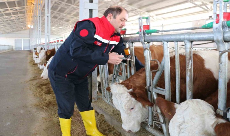 Şap hastalığına karşı bu yıl 3 doz aşı uygulanacak