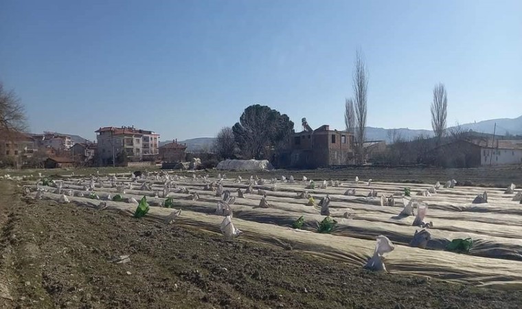 Selendide tütün üreticilerinin telaşı başladı