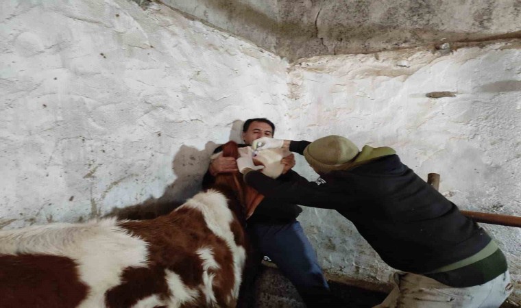 Sinanpaşada şap ve brusella aşılaması yapıldı