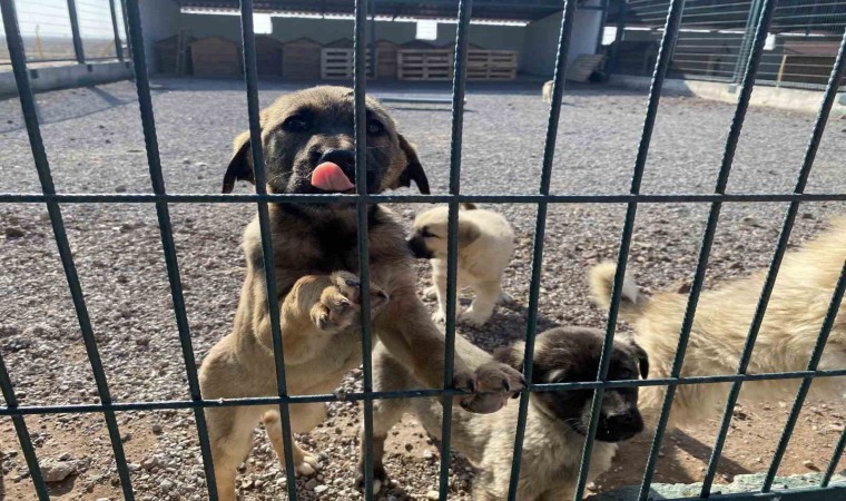 Sokak hayvanlarının yeni yuvası: Pet-i Bor