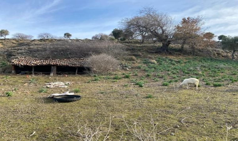 Sokak köpekleri, ağıldaki 11 küçükbaşı öldürdü