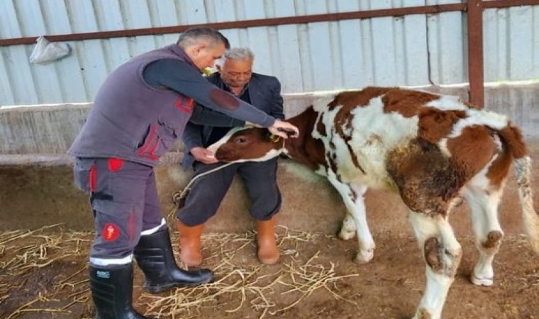 Sökede şap hastalığı için aşılama çalışmaları devam ediyor