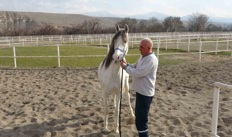 Sultansuyunda milyonluk taylar için modern tavlalar inşa ediliyor