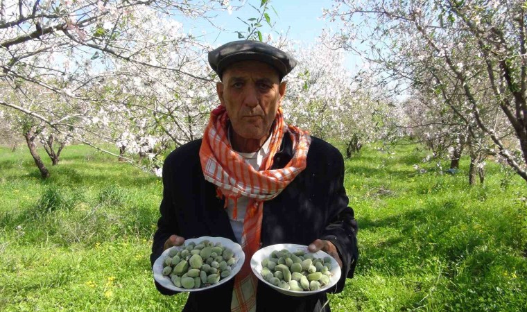 Türkiyenin ilk badem çağlası hasadı Mersinde yapıldı