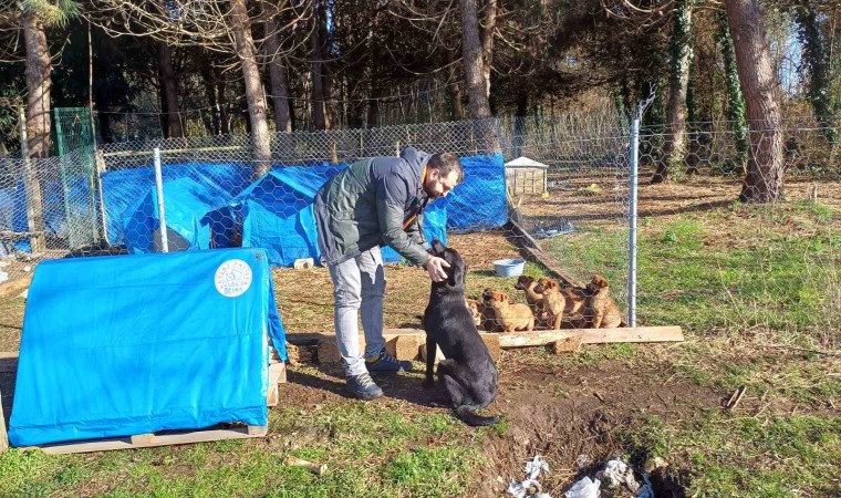 Ünyede sokak hayvanlarına barınak ve mama desteği