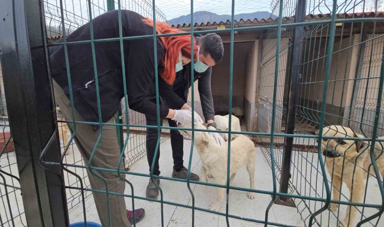 Uyuşturularak ölüme terk edilen köpekler sağlığına kavuştu