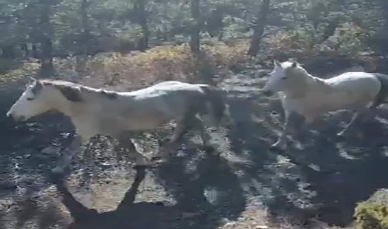 Yılkı atları doğaseverler tarafından görüntülendi