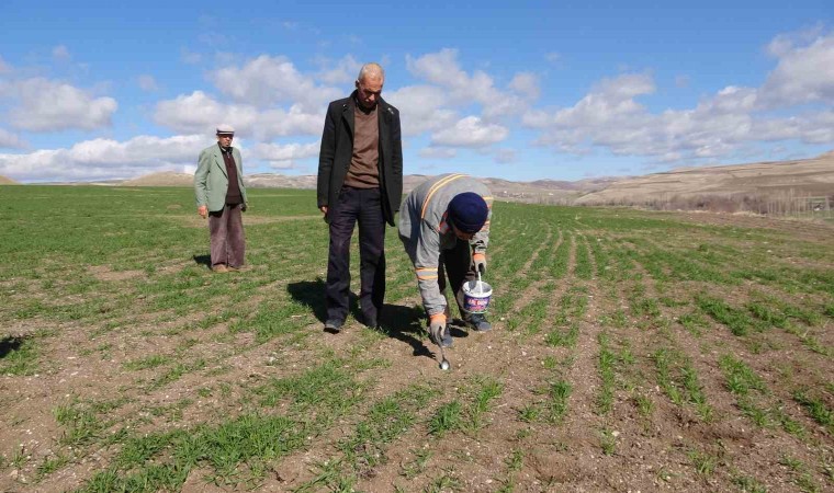 Yozgatta çiftçinin başı tarla fareleriyle dertte