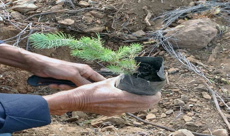 21 Martta Aydın ve Muğlada 50 bin fidan toprakla buluşacak