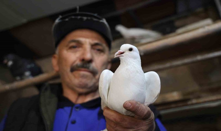 40 yıldır kumrularla çocuk gibi ilgileniyor