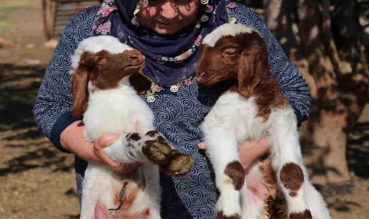 Adana yetiştiricisine 76 milyon TL destek