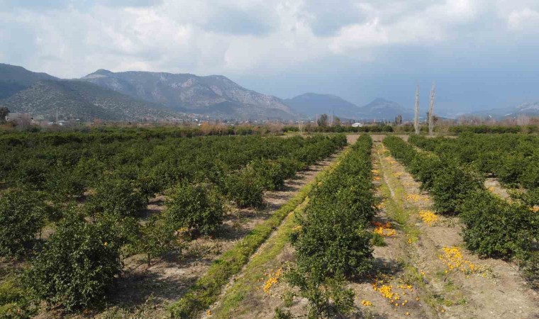 Adanada para etmeyen narenciye bahçede kaldı