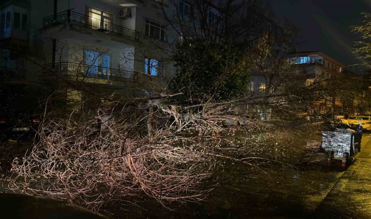 Ankarada fırtına nedeniyle ağaç devrildi