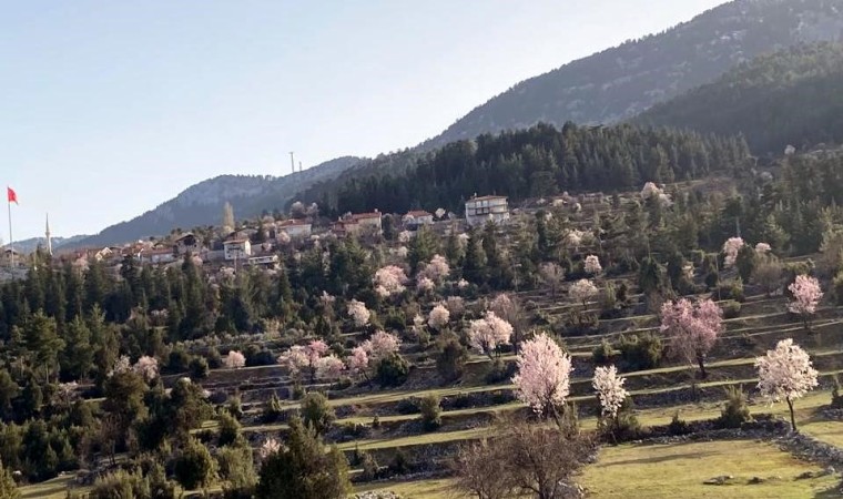 Antalyanın yüksek kesimlerinde güneşe aldanan badem ağaçları erken çiçek açtı