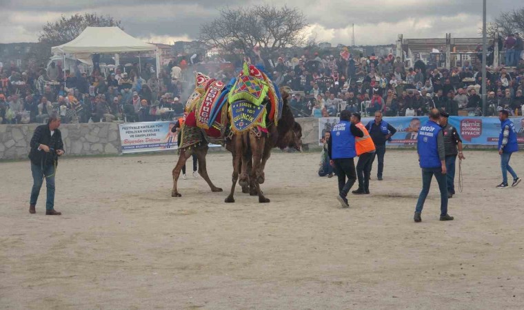 Ayvacıkta 6. Geleneksel Deve Güreşleri Festivali düzenlendi