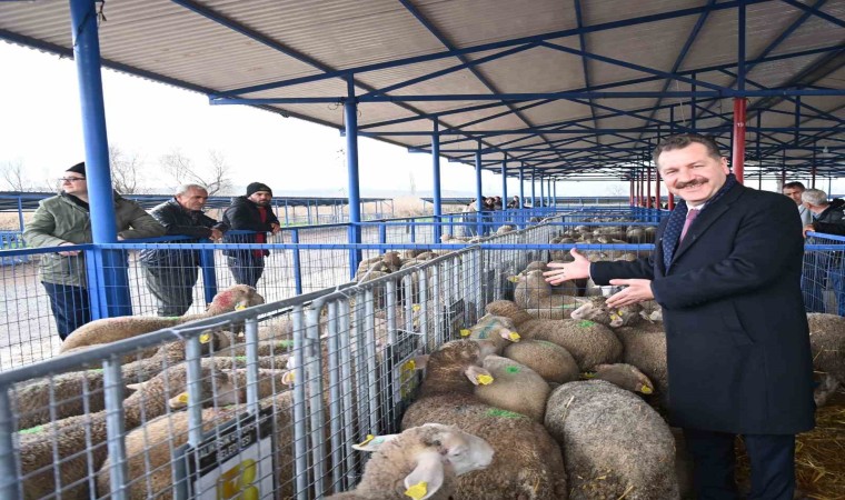 Balıkesir Büyükşehir, Sındırgıda 550 damızlık dağıttı