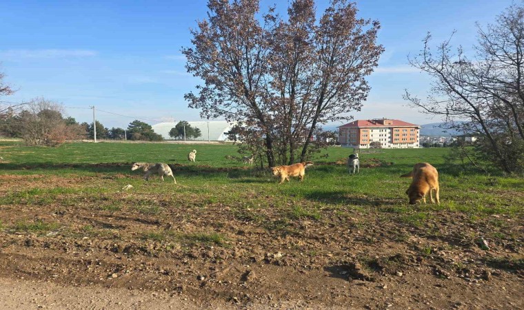 Bilecikte vatandaşlar sürü halindeki köpeklerden tedirgin