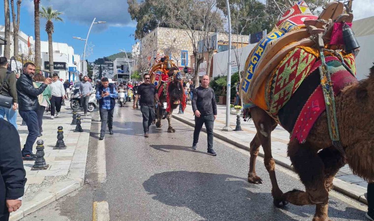 Bodrumda hafta sonu arenada güreşecek develer meydana indi