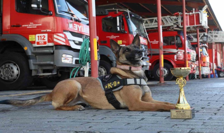 Büyükşehirin arama kurtarma köpeği ödül aldı