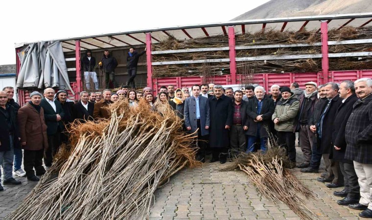 Çatakta fidan dağıtım