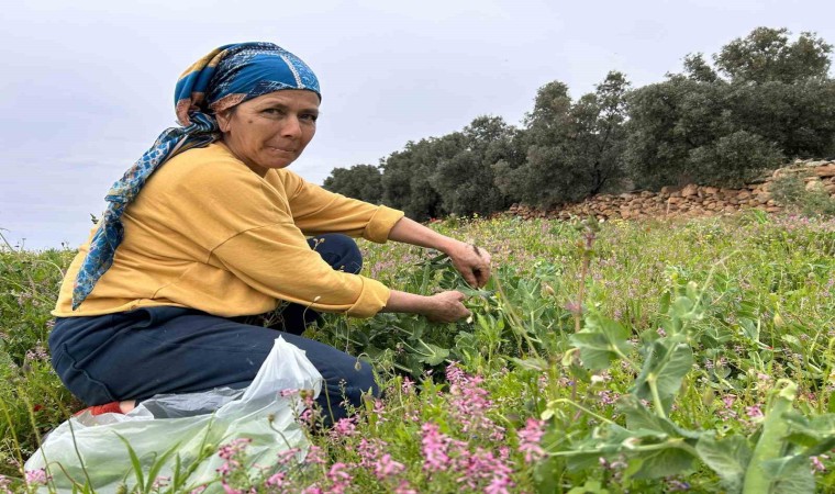 Deprem bölgesinde alternatif ürün olarak üretilen bezelyede hasat başladı