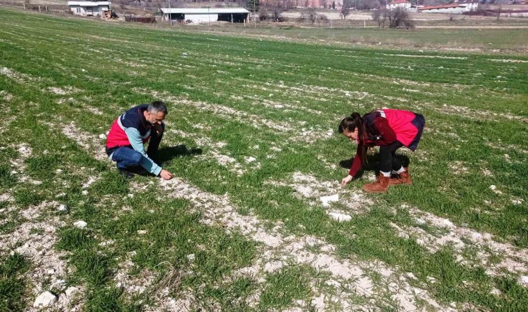 Domaniçte hububat ekili tarlalarda fenolojik gözlem, hastalık ve zararlı kontrolü