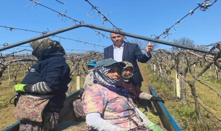 Dünyaca ünlü üzümün yetiştirildiği bağlarda hummalı çalışma