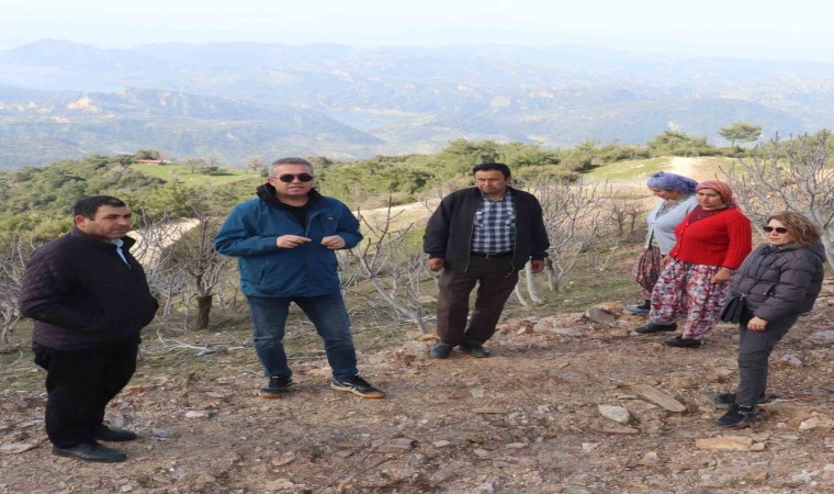 Efelerde sarı lop incir fidanlarının gelişimi izleniyor