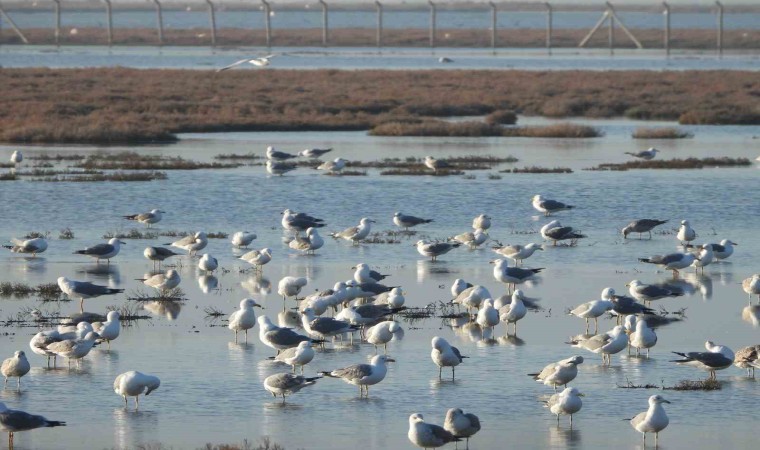 Egede 81 türden 157 bin 503 adet su kuşu sayıldı