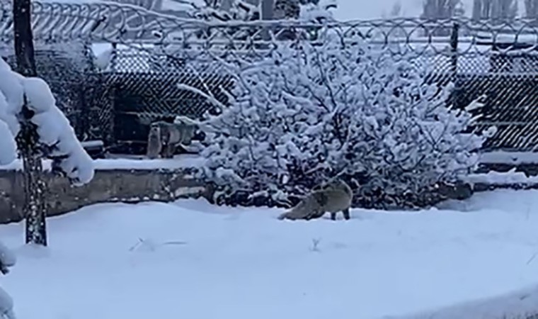 Erzurumda aç kalan tilkiler kent merkezine indi