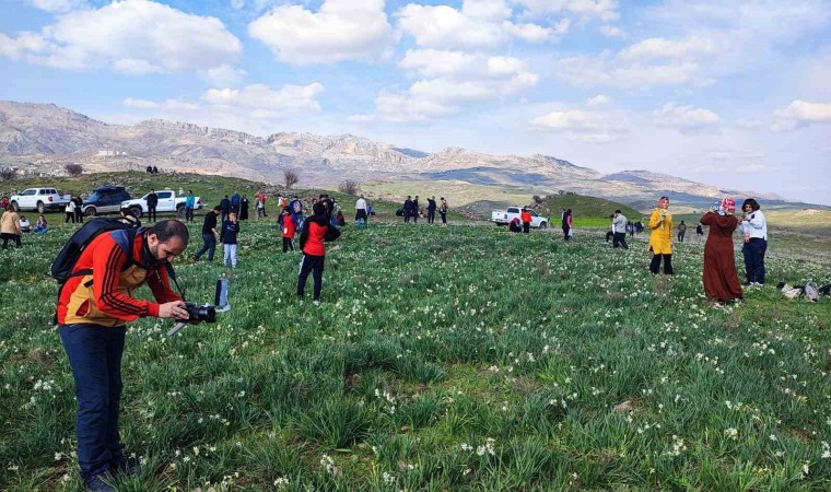 Gegrerdeki doğal nergis tarlasına ziyaretçi akını