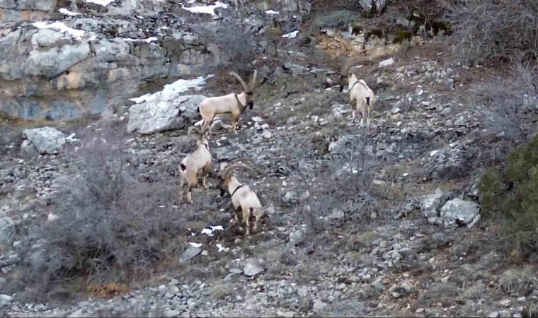 Gümüşhanede yaban keçileri ve ayılar dronla görüntülendi