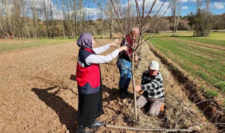 Hisarcıkta meyve ağaçlarında uygulamalı budama eğitimi