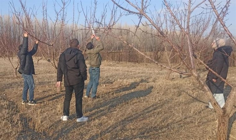 Iğdırda meyve ağaçlarında budama başladı